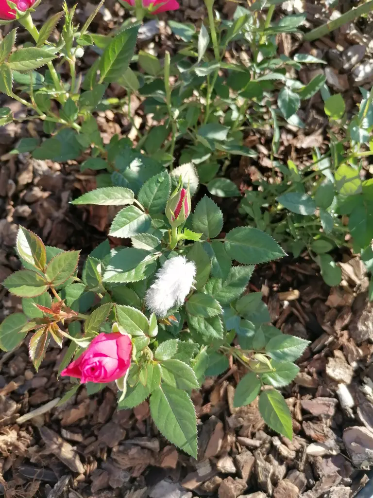 Andachtsbild von ♡