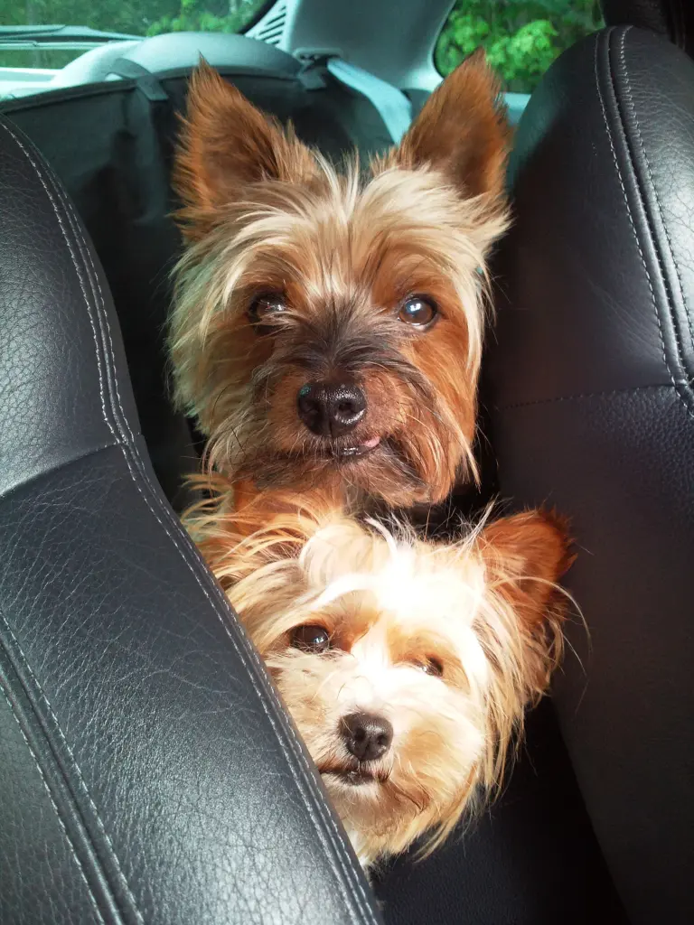 Bild von Flick und Offi