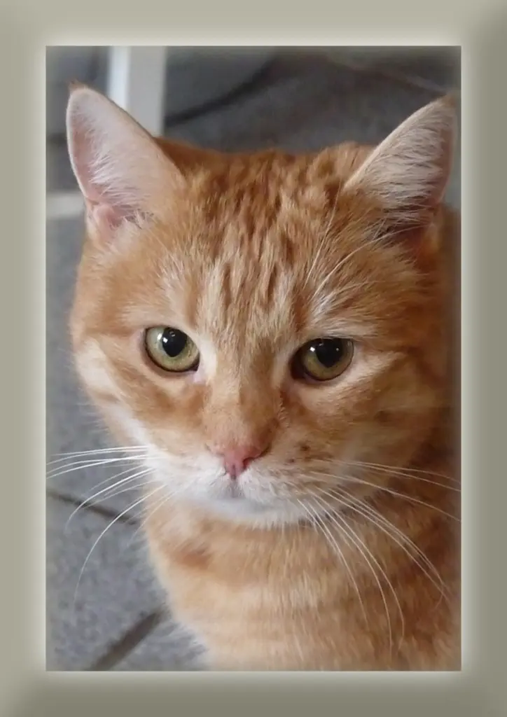 Image from Priscilla genannt "Prissy"