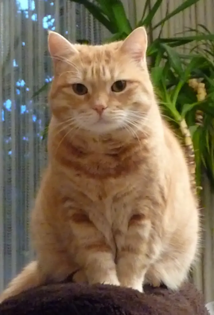 Image from Priscilla genannt "Prissy"