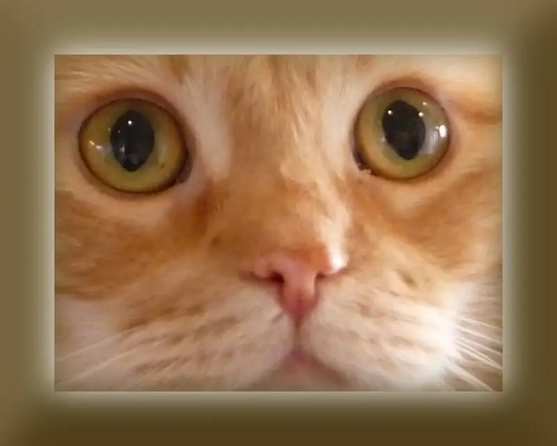 Image from Priscilla genannt "Prissy"