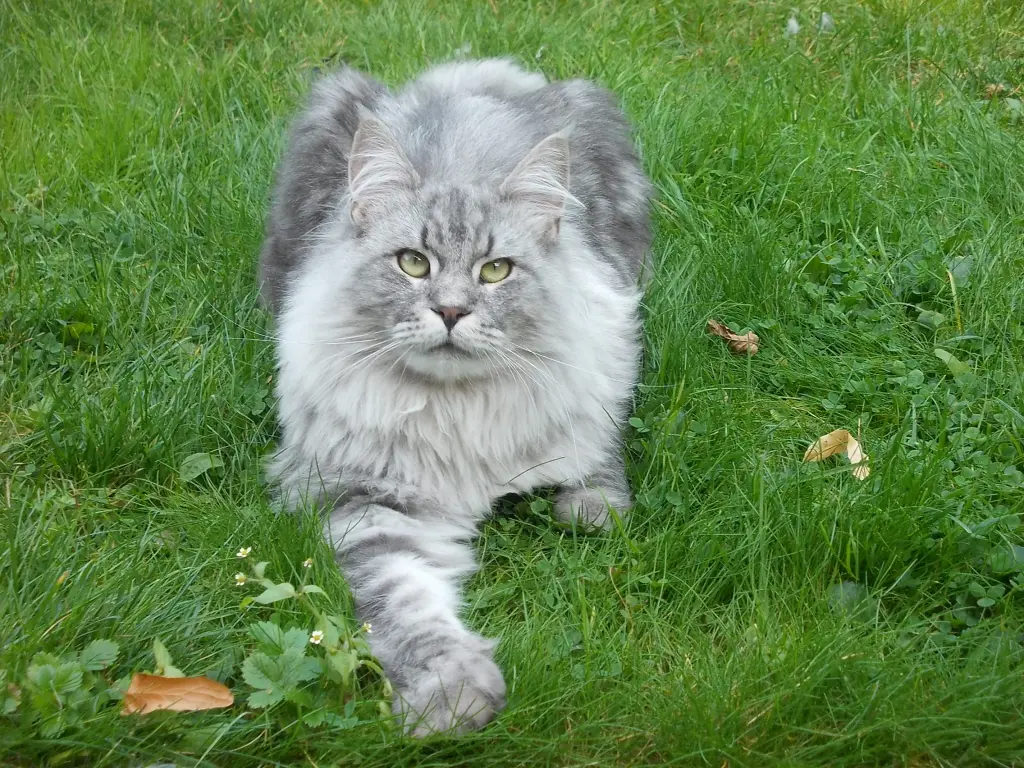Image from Simba