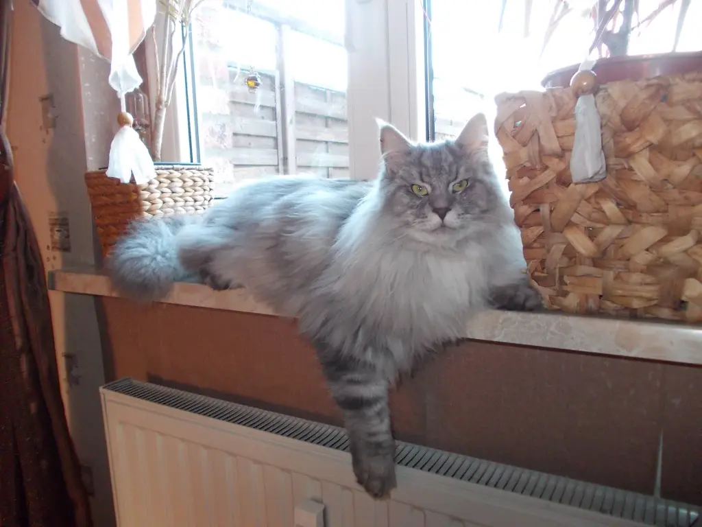 Image from Simba