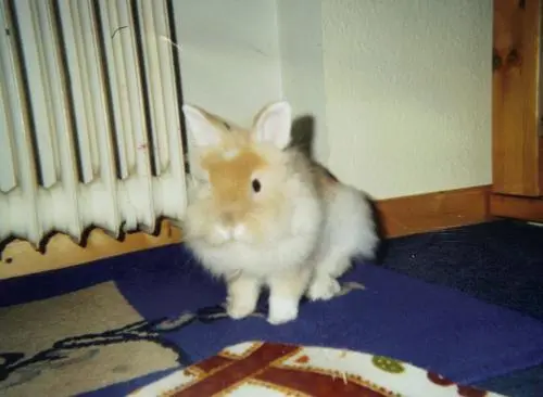 Image from Gismo