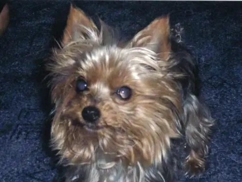 Image from Kitty