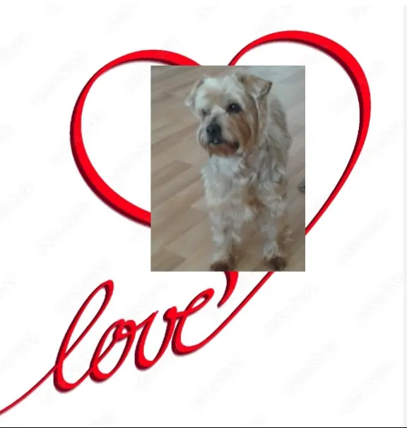 Condolence image of Krzysztof und Ewa mit Jacki tief im Herzen ❤