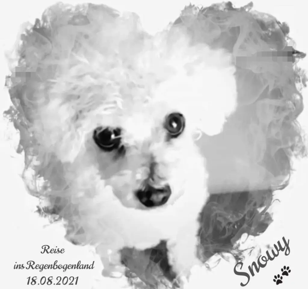 Condolence image of Gaby mit Snowy im Herzen 