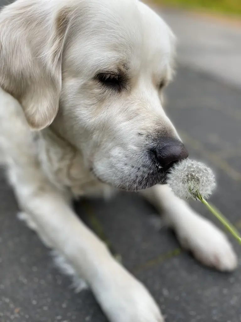 Image from Pippilotta