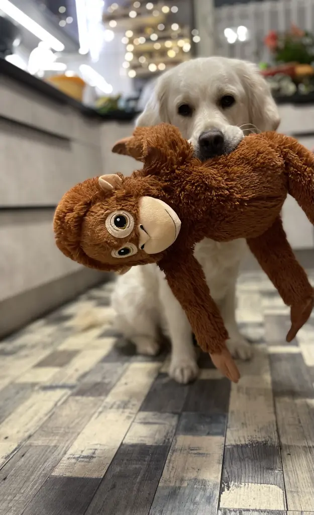 Image from Pippilotta