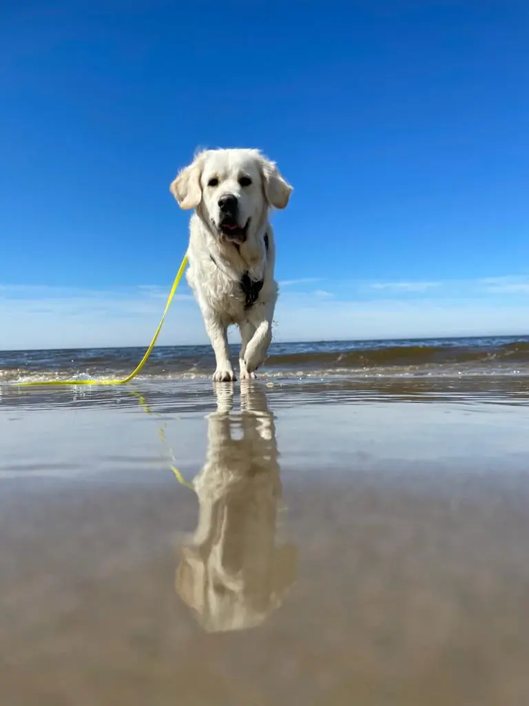 Image from Pippilotta