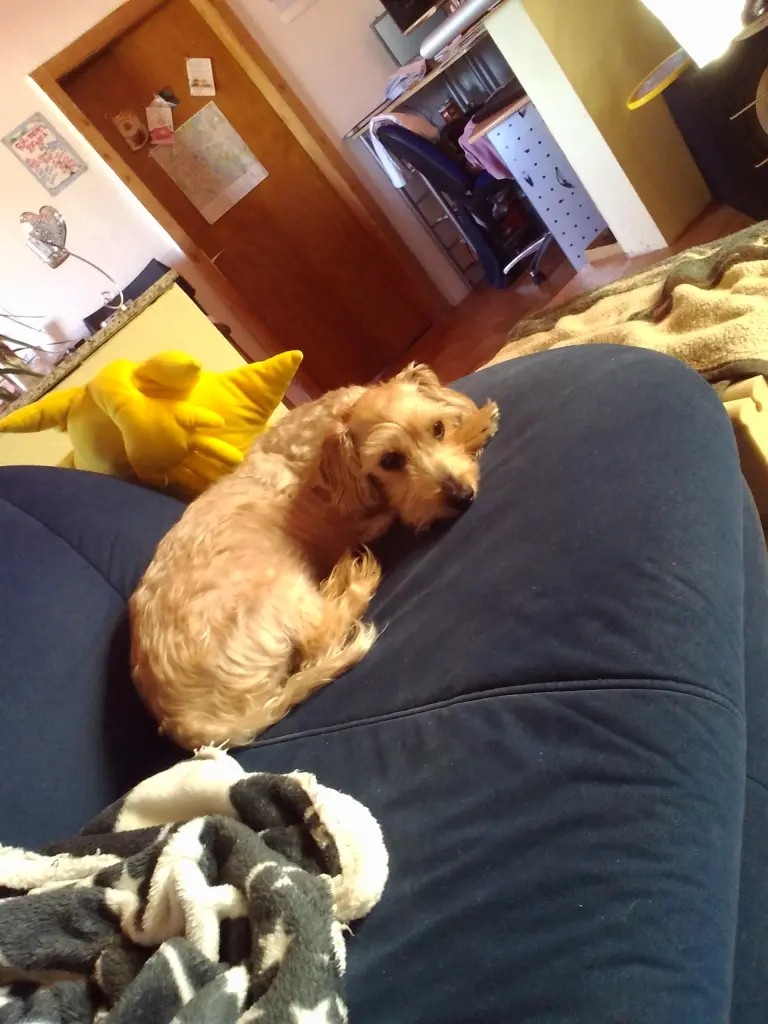 Image from Buddy