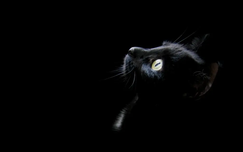 Image from Kitty