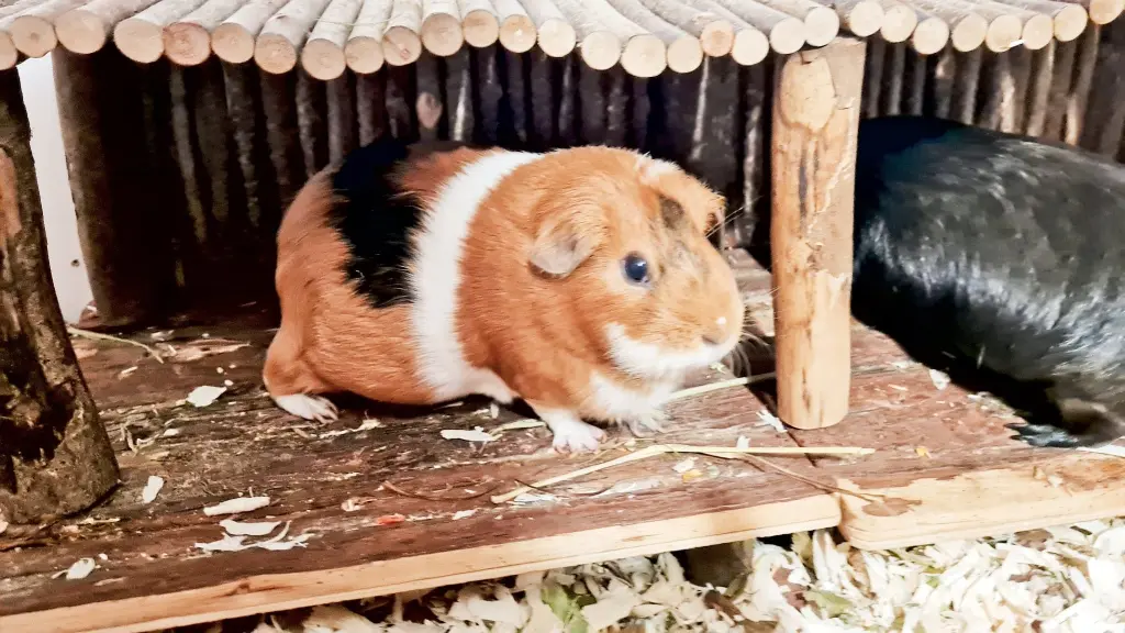 Bild von Helga Bouboulle