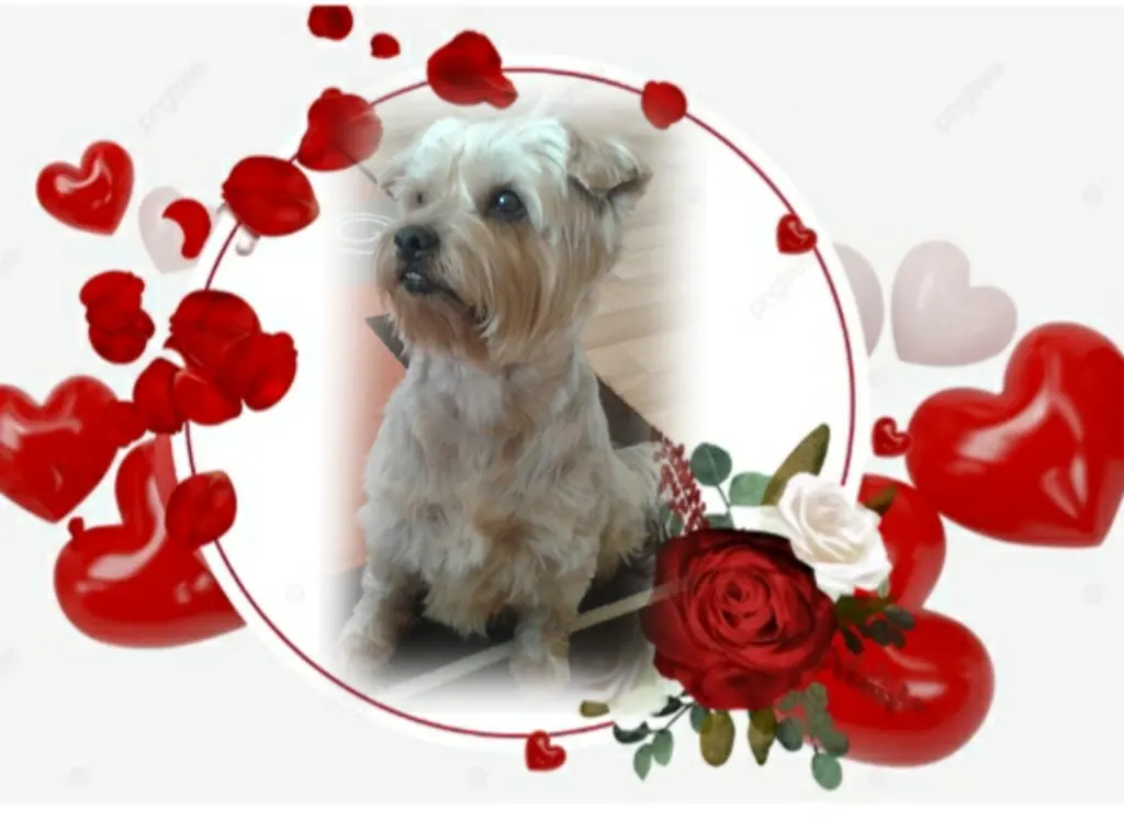 Condolence image of Ewa und Krzysztof mit Jacki tief im Herzen ❤