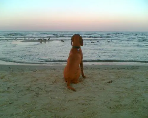 Image from Faustino