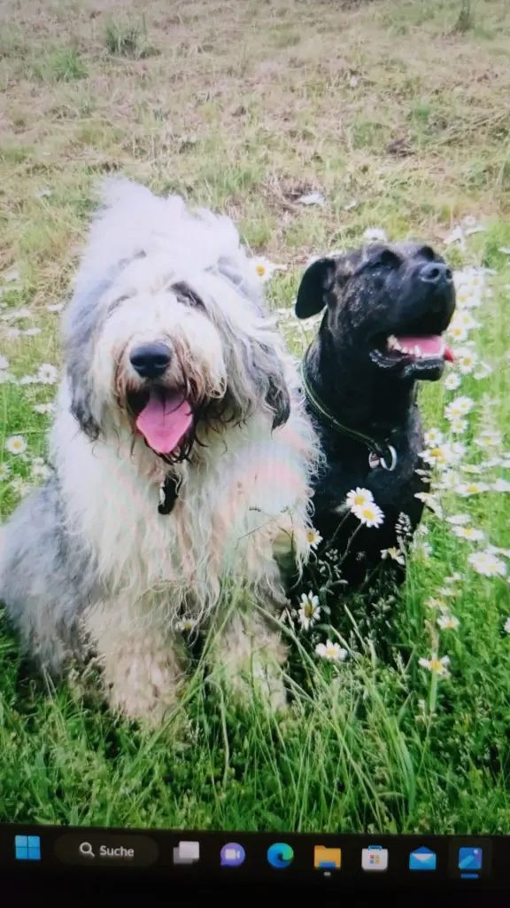 Andachtsbild von Sandra