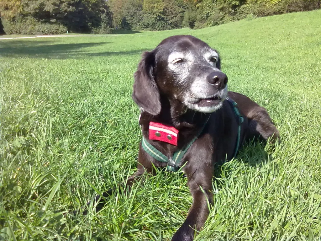 Andachtsbild von Erika