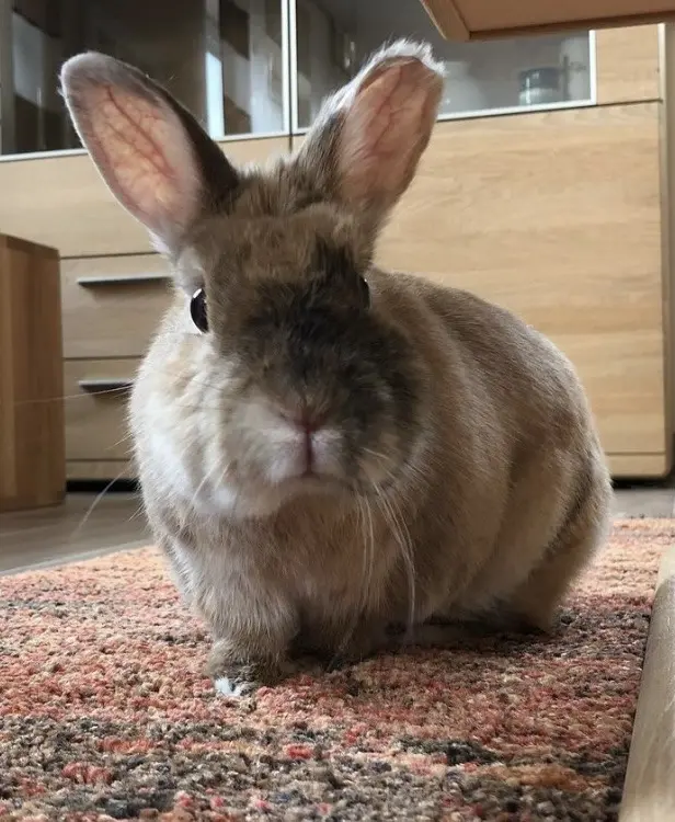 Andachtsbild von Tracy