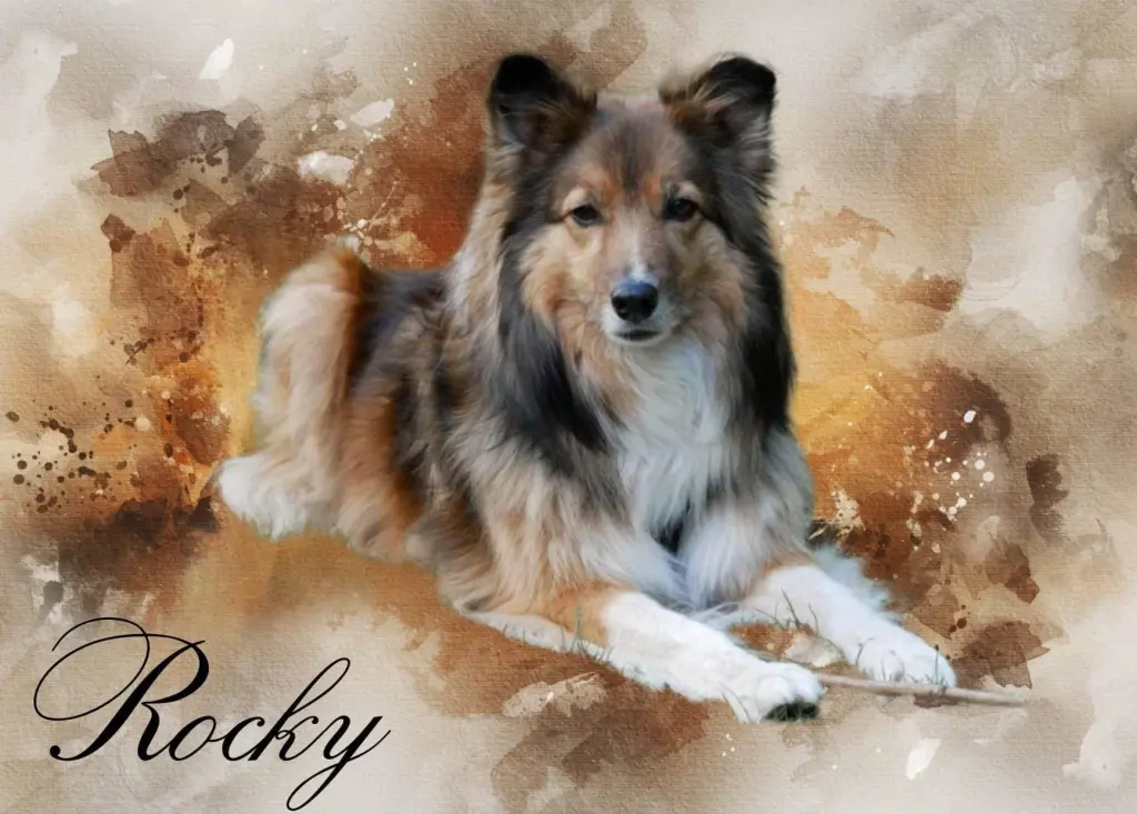 Bild von Rocky