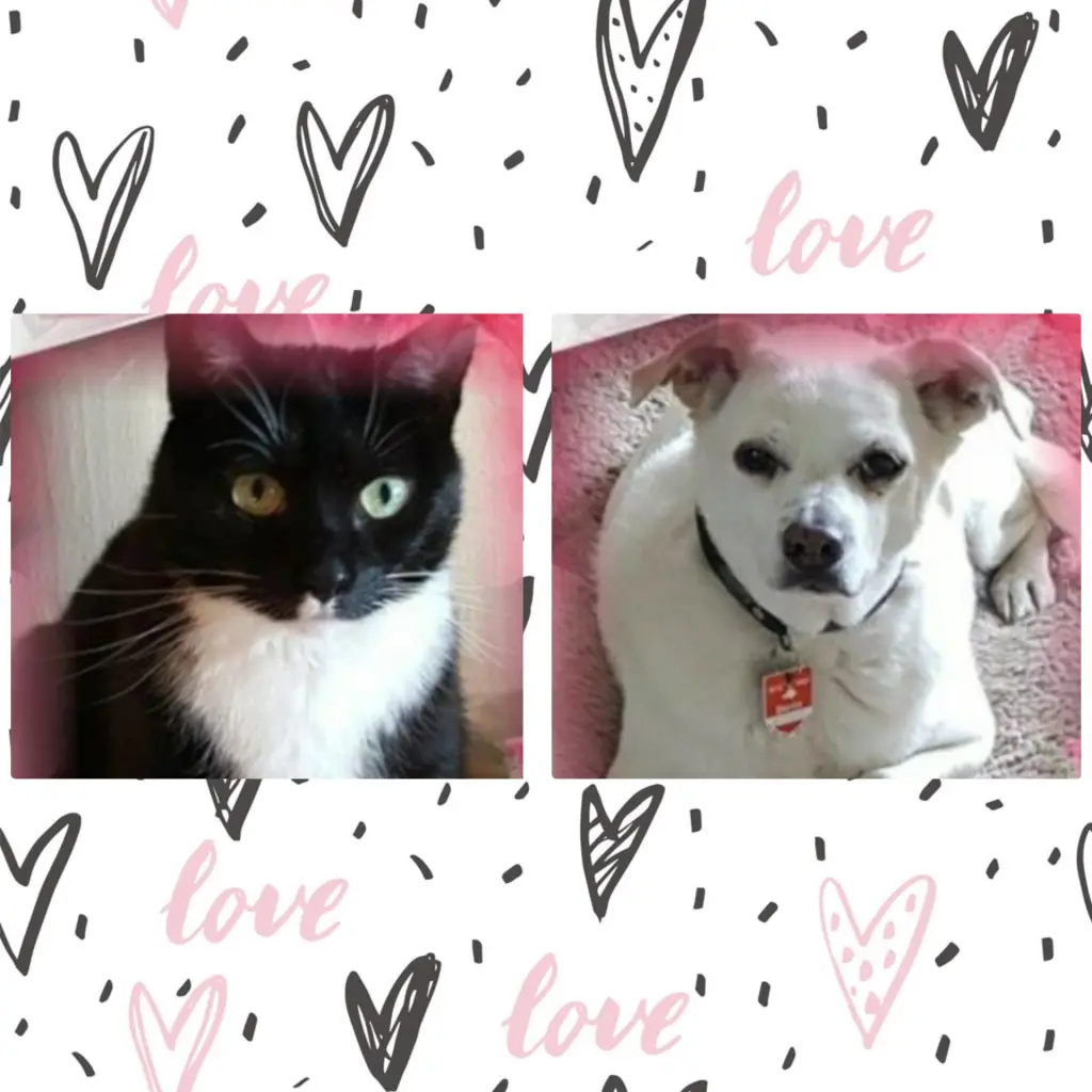 Andachtsbild von Silke mit Seelenhund Cassy und Katzendame Joyce tief im Herzen ❤