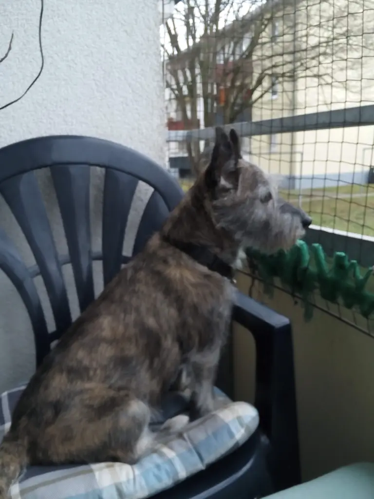 Condolence image of Elke mit Kimi im Herzen