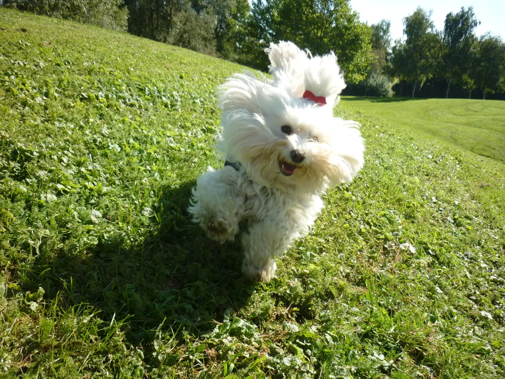 Andachtsbild von Margit