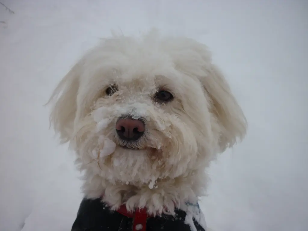 Bild von Maggie