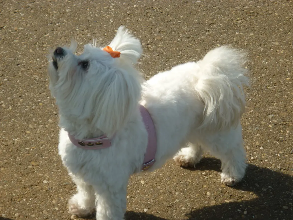 Bild von Maggie