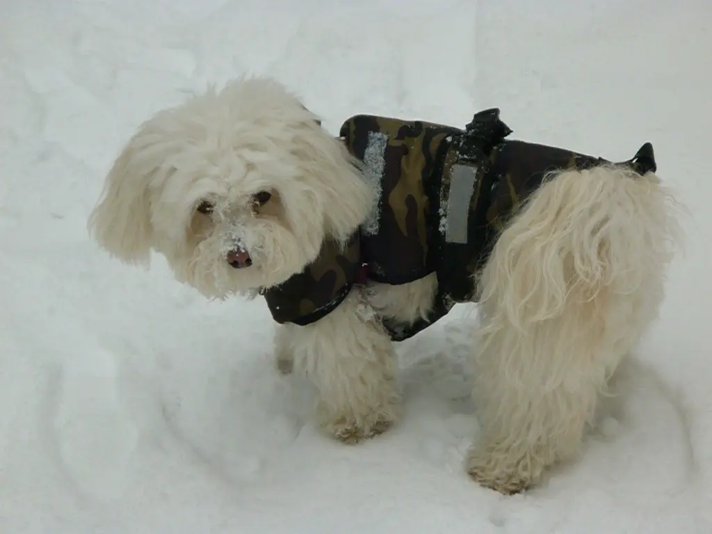 Bild von Maggie
