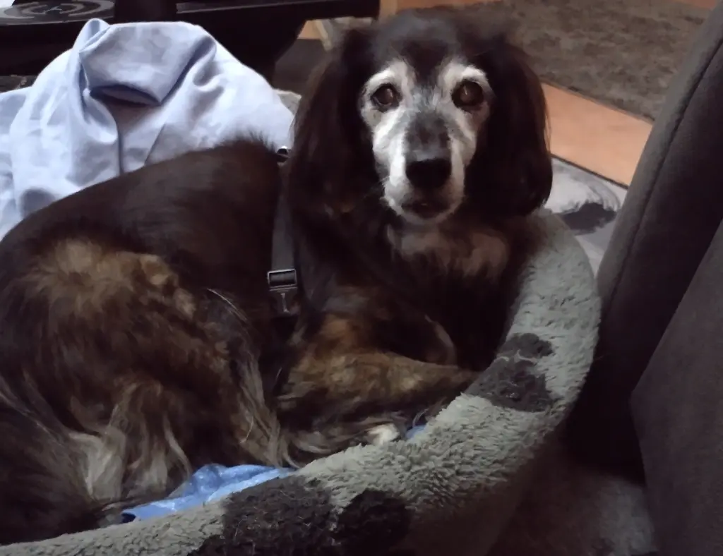 Andachtsbild von Beate mit Ella im ❤️