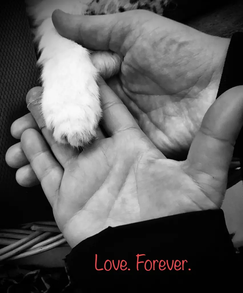 Andachtsbild von Tina mit Murphy im ❤️