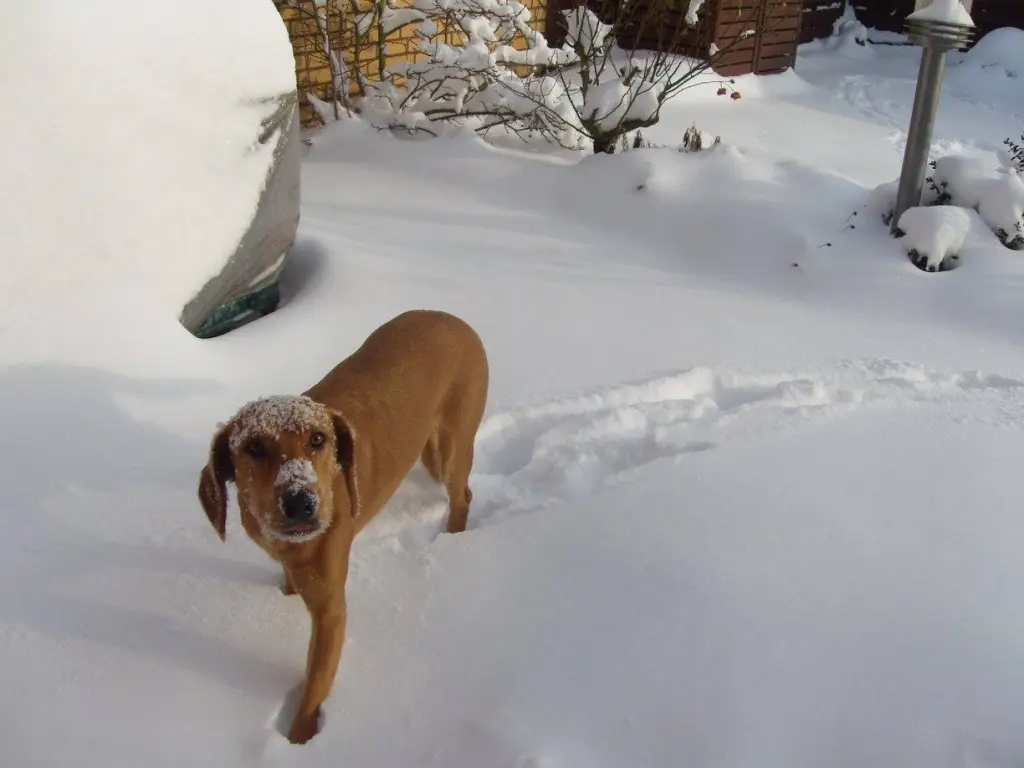 Andachtsbild von Marlies mit Pietsch tief im Herzen