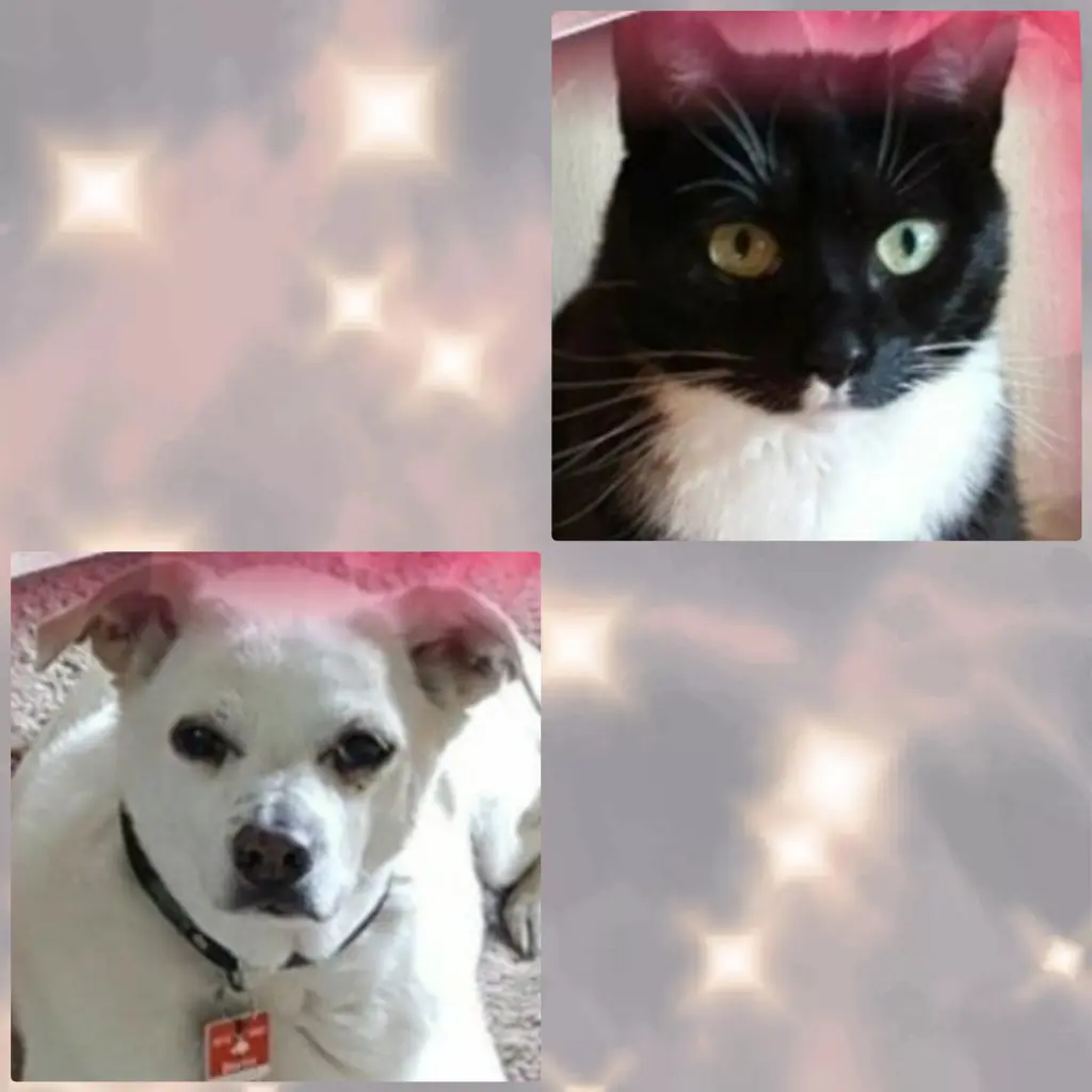 Andachtsbild von Silke mit Seelenhund Cassy und Katzendame Joyce tief im Herzen ❤