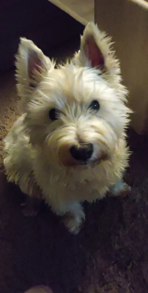 Andachtsbild von Beate mit Cesar tief im Herzen♥️