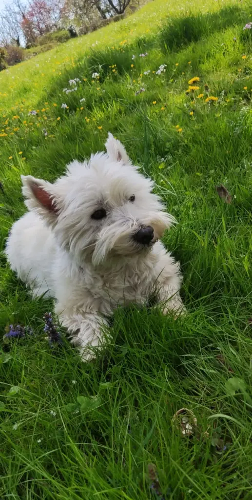 Andachtsbild von Beate mit Cesar gest. 3.10.22❤️