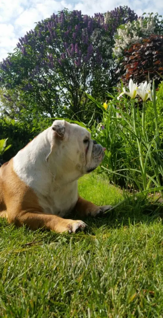Image from Butch