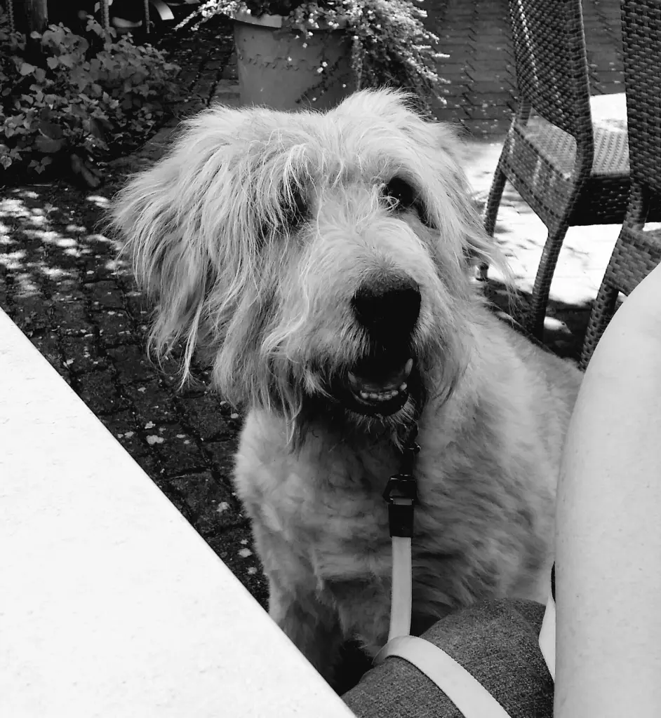 Image from Teddy