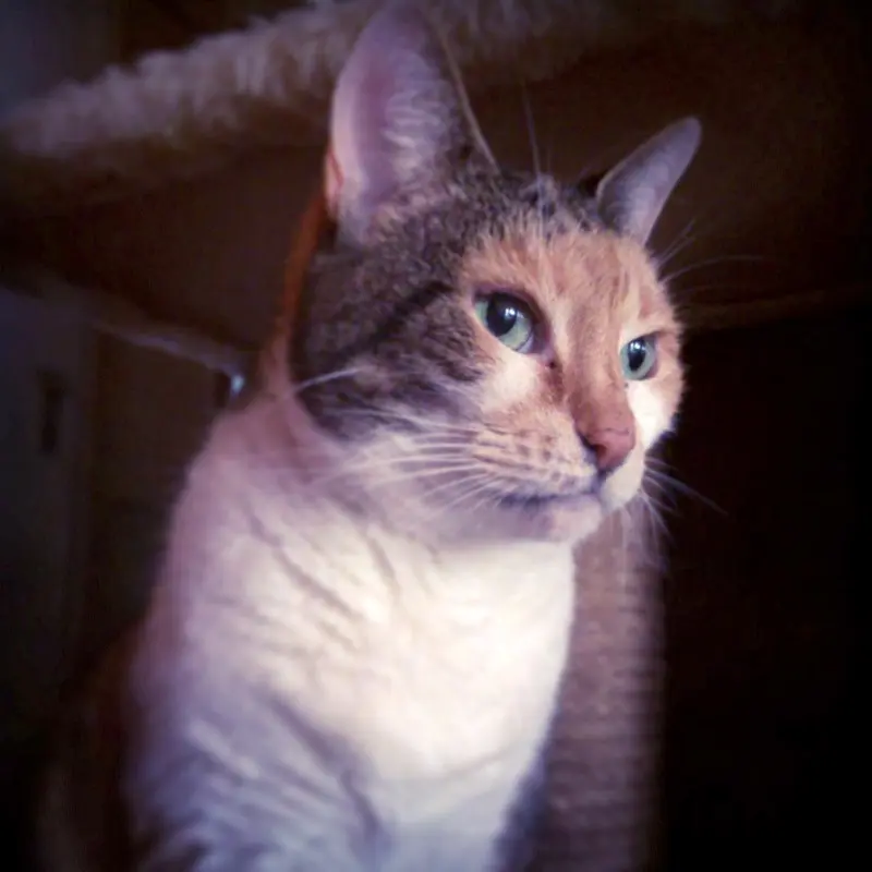 Image from Minka