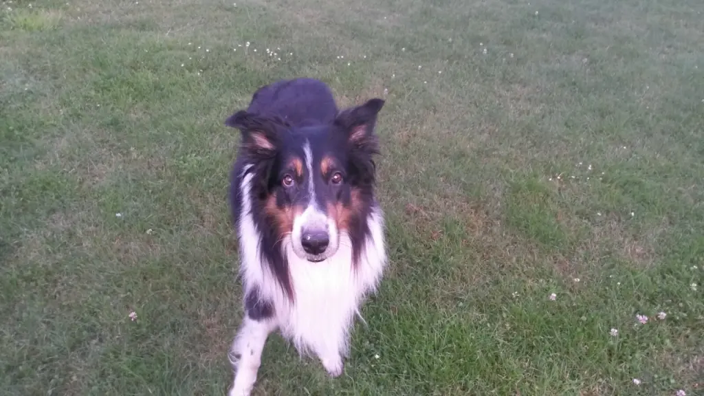 Image from Balou