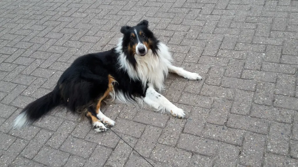 Image from Balou