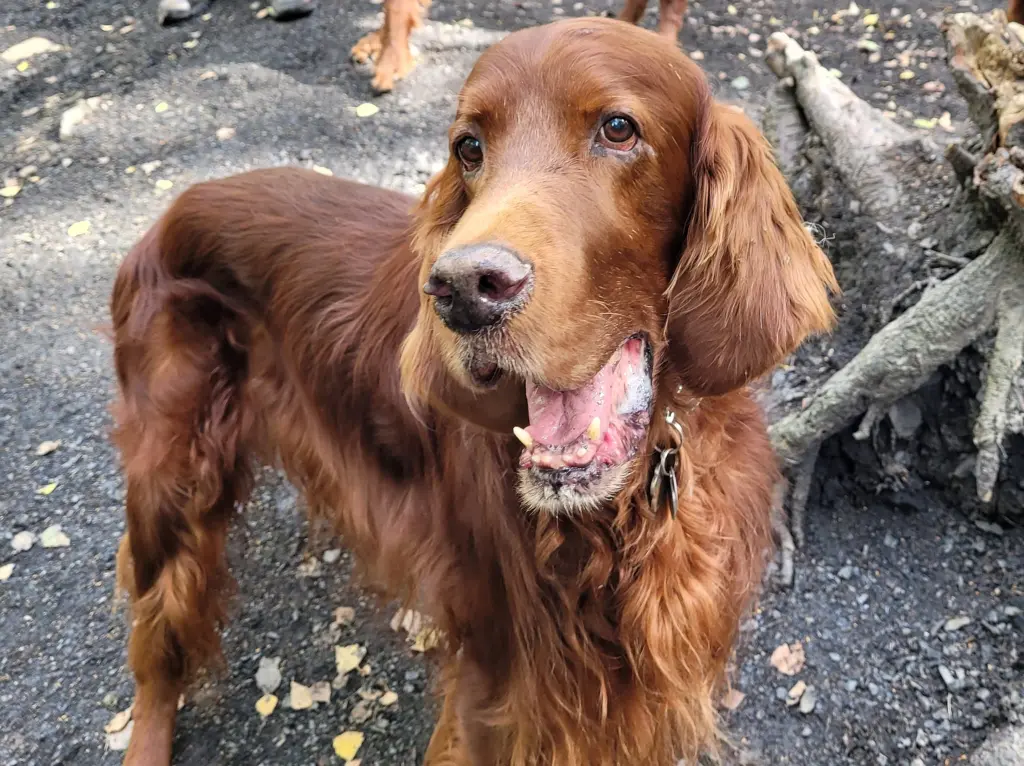 Andachtsbild von Rita