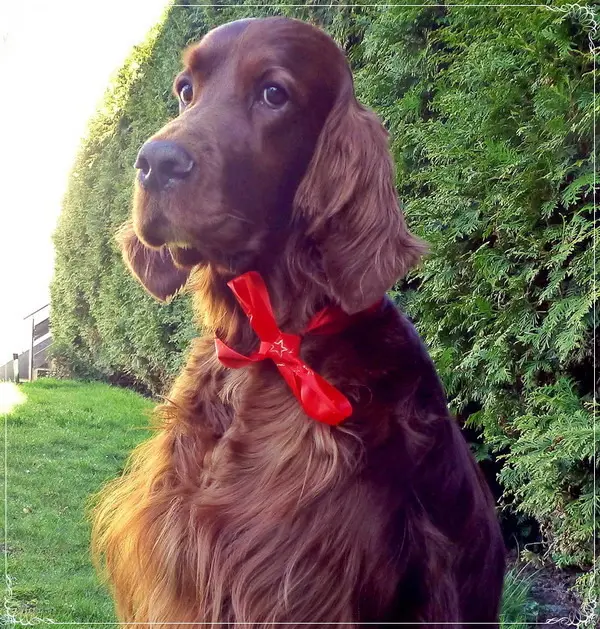 Andachtsbild von Rita