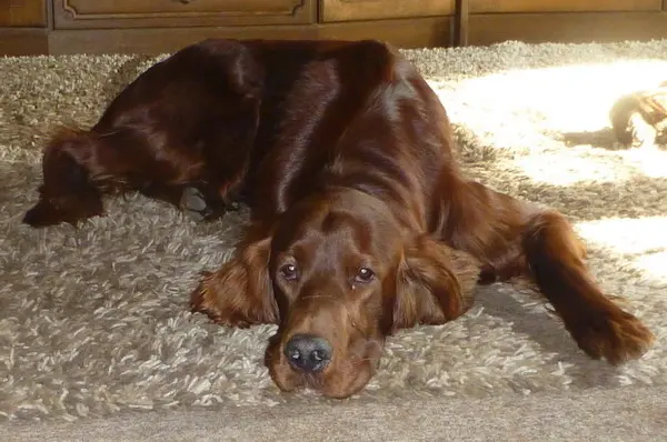 Andachtsbild von Rita