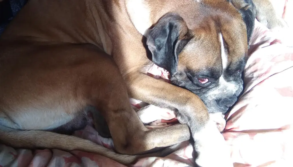 Andachtsbild von Heike