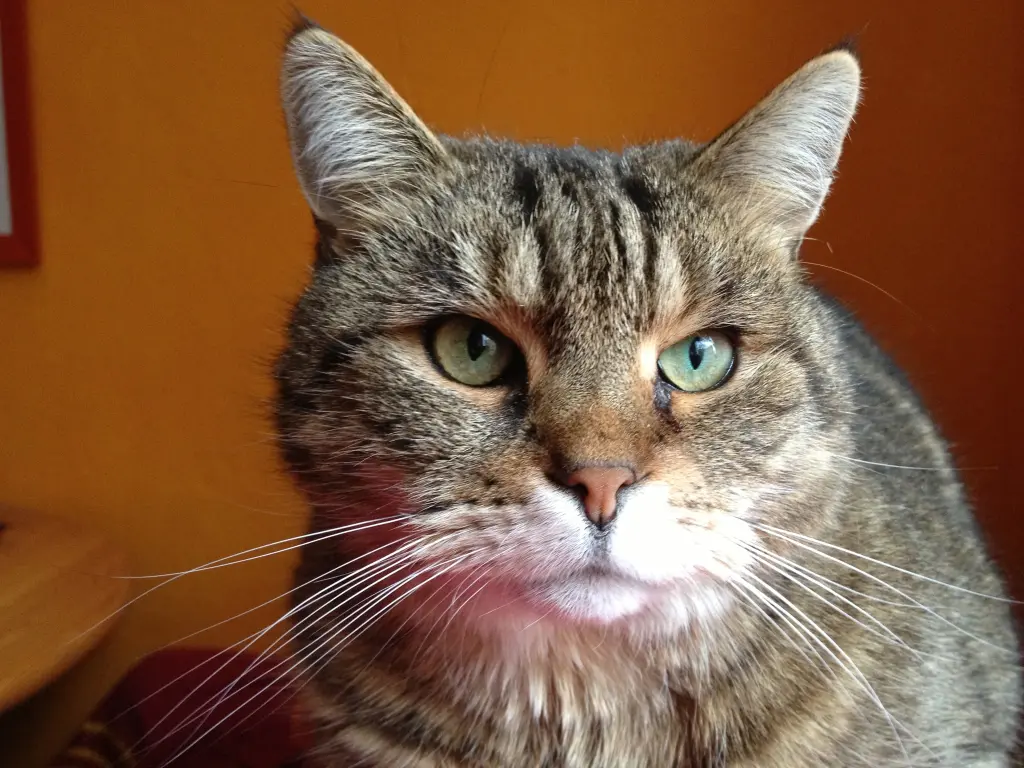 Image from Gizmo