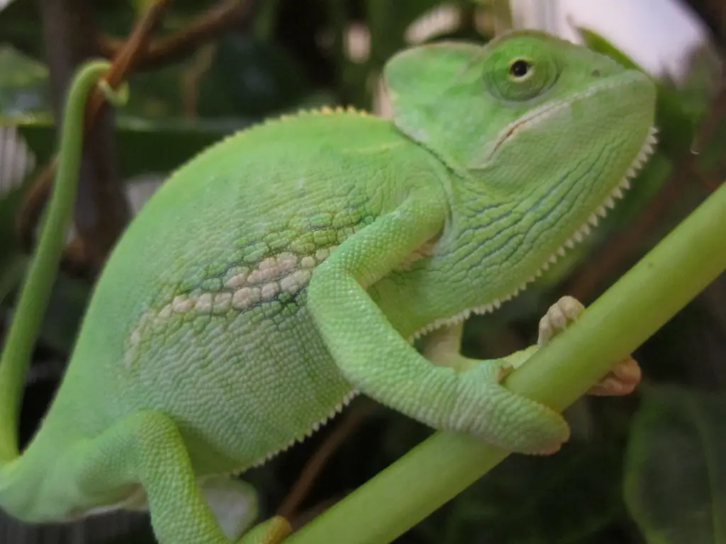 Image from Rango