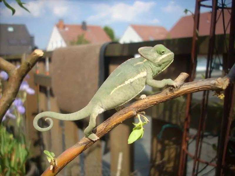 Image from Rango