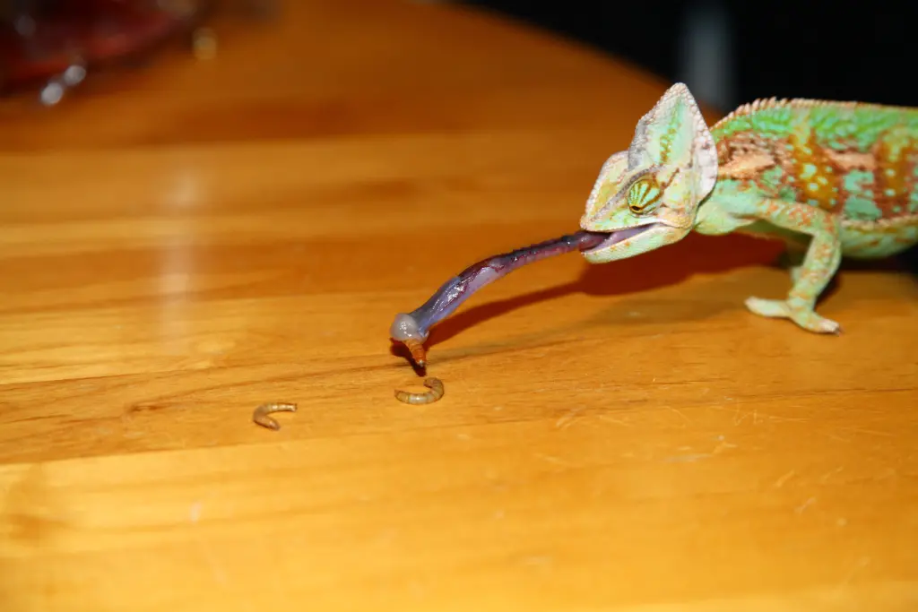 Image from Rango
