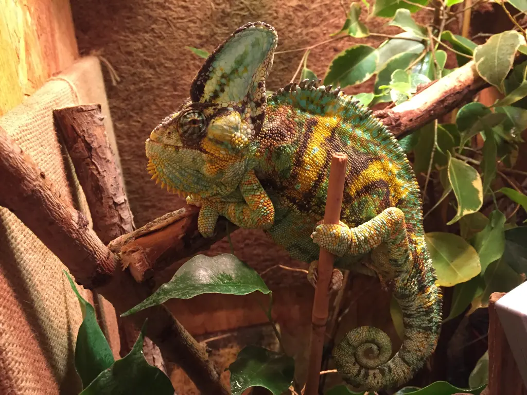 Image from Rango