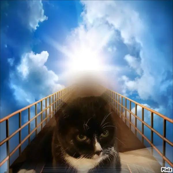 Condolence image of Tanja mit Timmy im Herzen